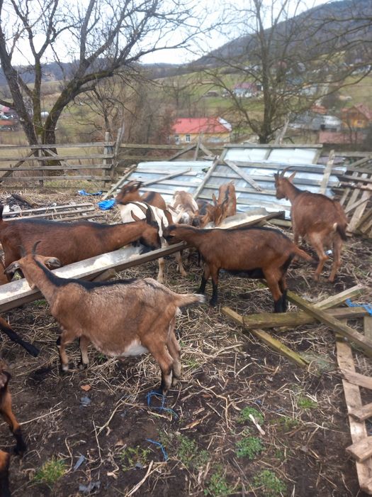 Capre alpine francez