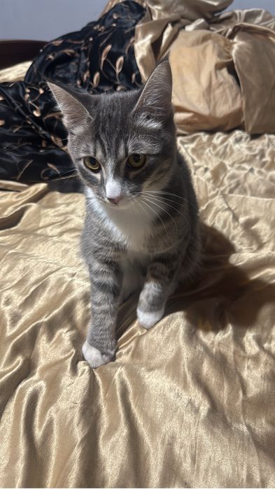 Бесплатно Отдам кота в добрые руки