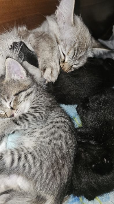 Марғаулар сатылады