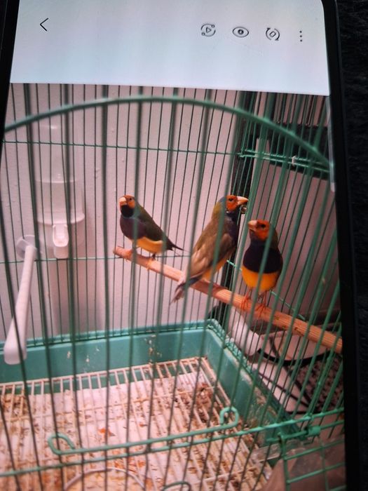 Gould Amandine Tineri