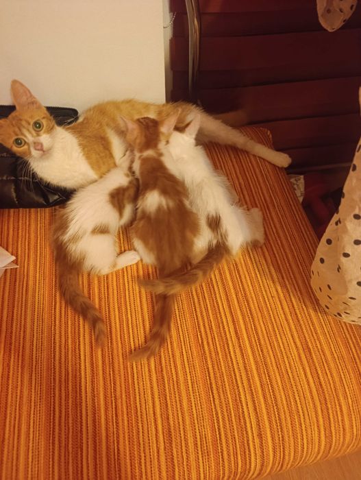 котета на 8 седмици