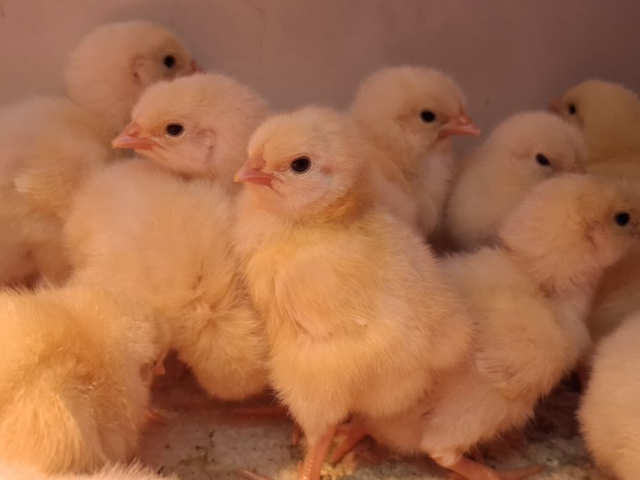 Цыплята Адлерская Серебристая