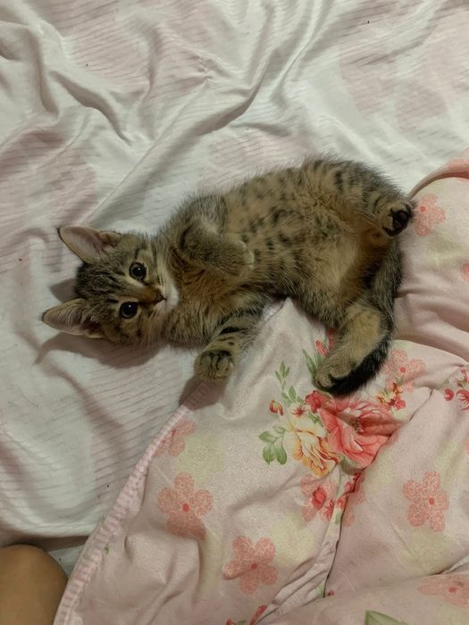 Еркек мисик 5 айлик болди туалетге баради оте акилди аті ТОММИ