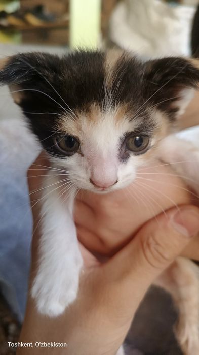 Zotor_mushuk tugatilgan