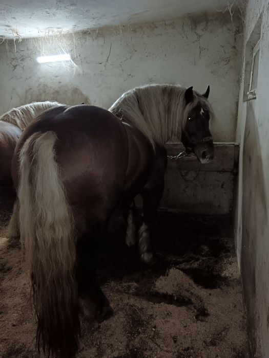 Armăsari de montă posibil și de vînzare dacă se plătesc