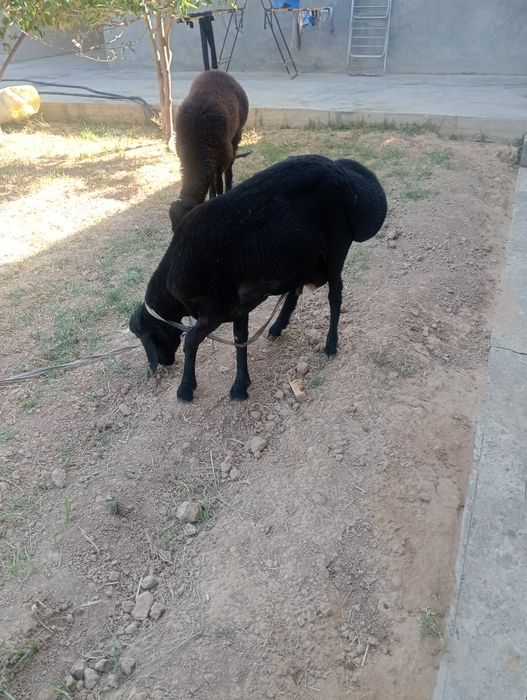 Qoy sotiladi qochqor