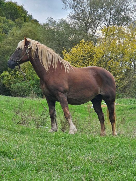 Vand iapa de 7 ani gestanta