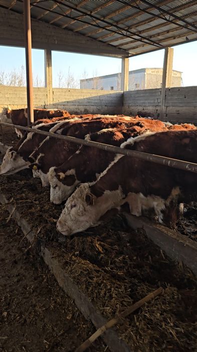 Har xil chetdan keltirilgaHar xil chetdan keltirilgan naslli mollar ma