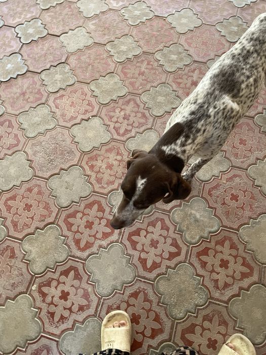 Пропала собака тассай