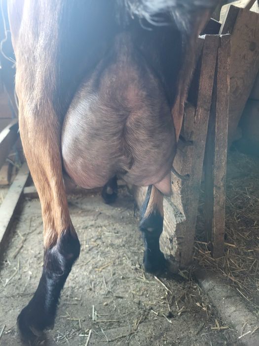 Vand lot de capre lactatie