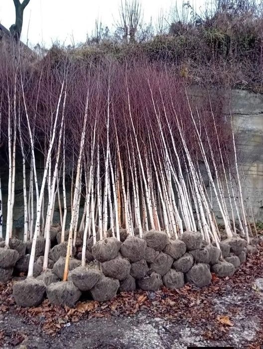 Vând puieți tratați cu prinde sută la sută