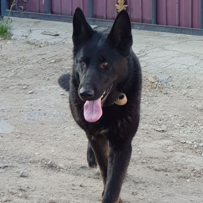 Кобель Вео вязка