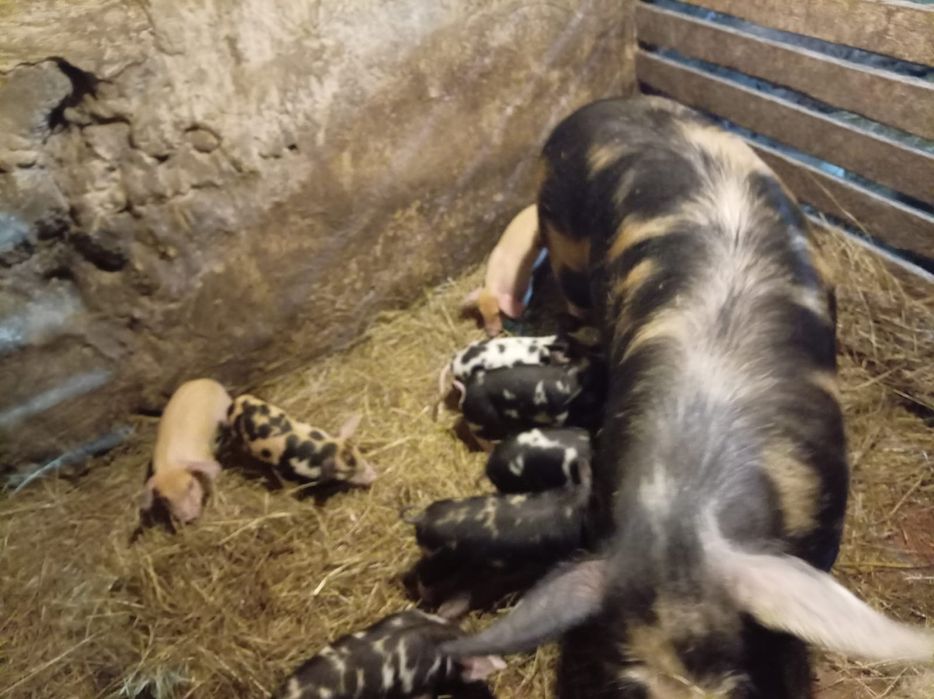 Продам поросят 1 месяц