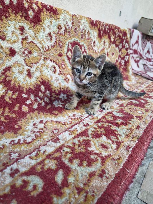 Pisici pentru adopție