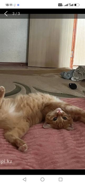 Котенок девочка шикарная