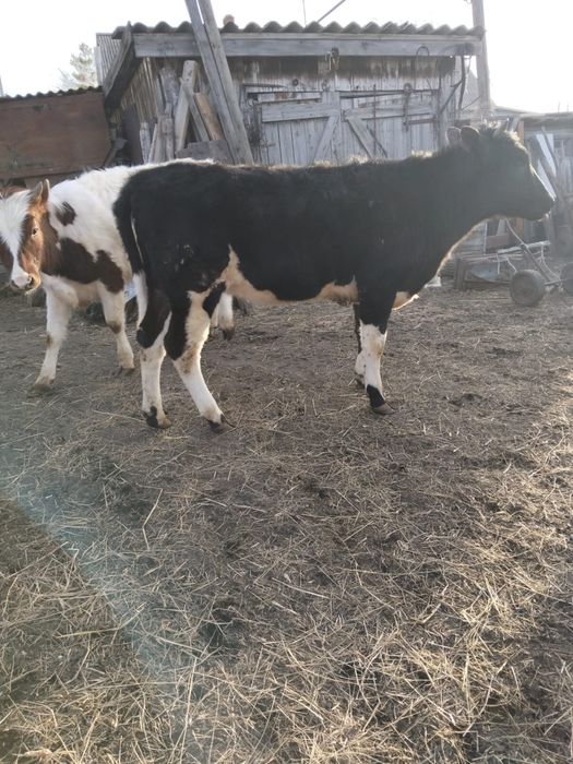 Продам годовалую телочку