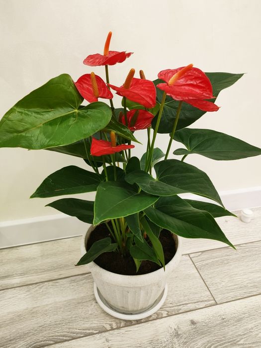 Комнатные растения, доставка