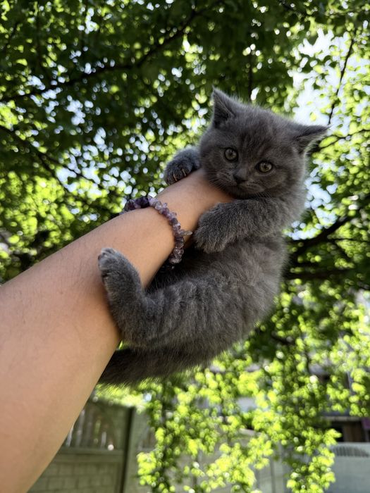 Mushuk Cat Koshka