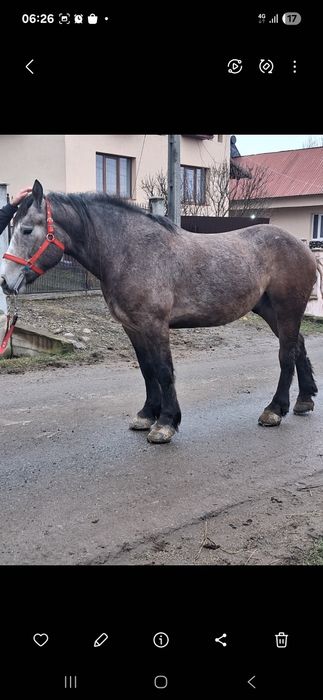 Vând cal de cinci anii