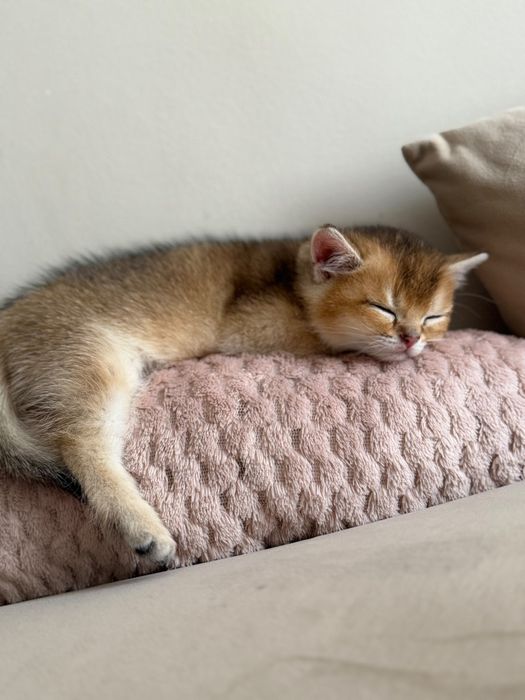 коТик и коШечка БриТашКи