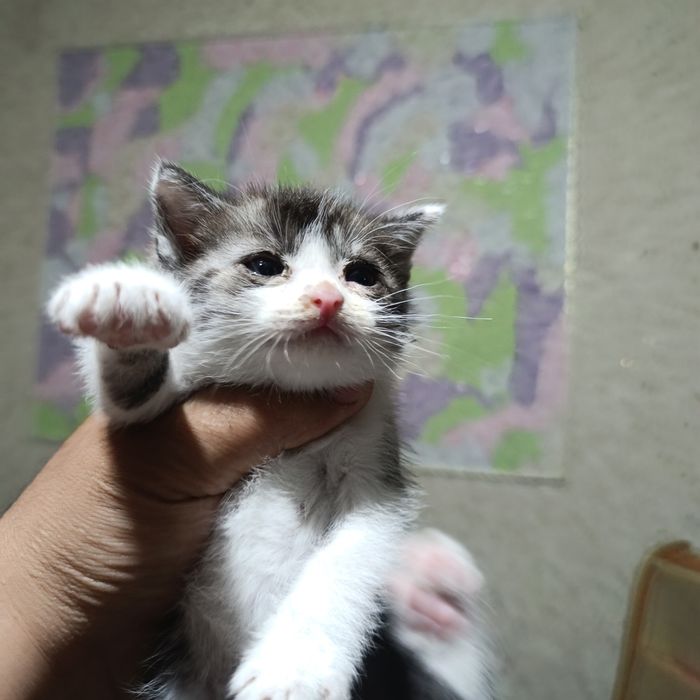 Отдам котят в хорошие руки