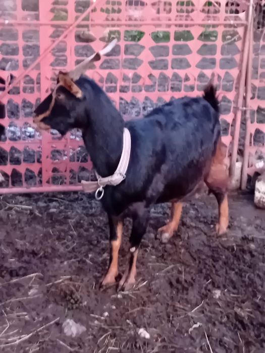 Vand un țap si 3 capre