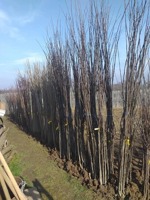 Pomi fructiferi diferite soiuri