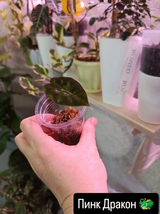 Продам комнатные цветы разные