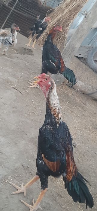 dakan  jo'jalar sotiladi