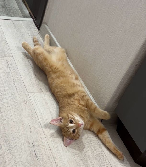 Молодой котик в добрые  руки ( кастрирован )