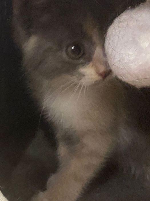 Отдам котенка в добрые руки