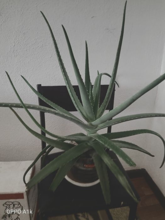 Личебной алоэ вера