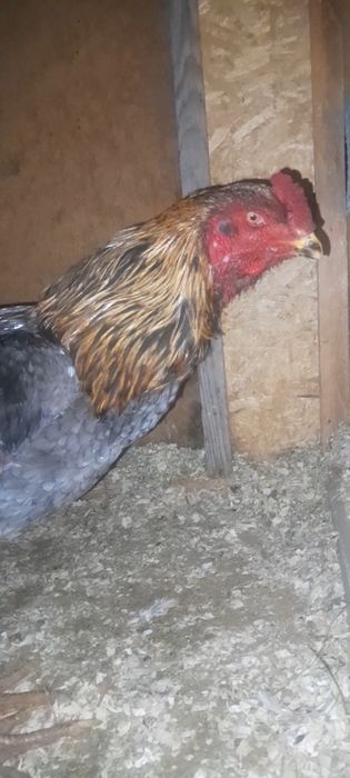 Дакан мошный зат шөже қораз