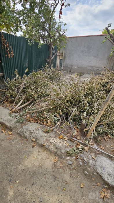 Дрова бесплатно, Utin bebul