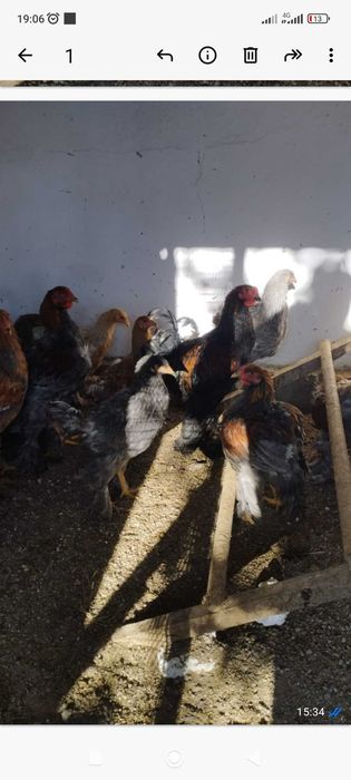 Петухи брама продам
