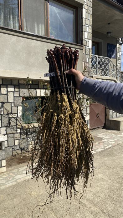 Butasi altoiti anu 2 de calitate