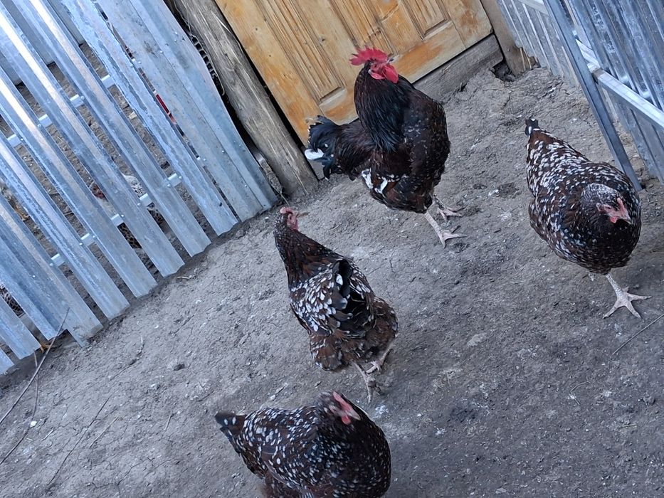 Vând oua de incubat de la găinile din poza