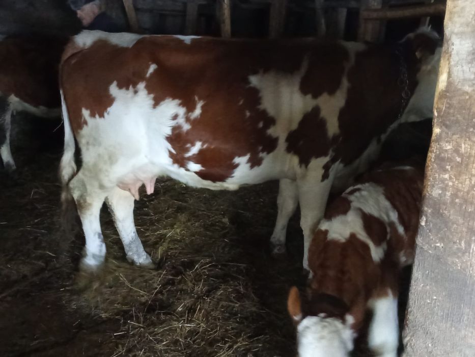 De vînzare vaca bună de ținut fatată de 2 săptămâni