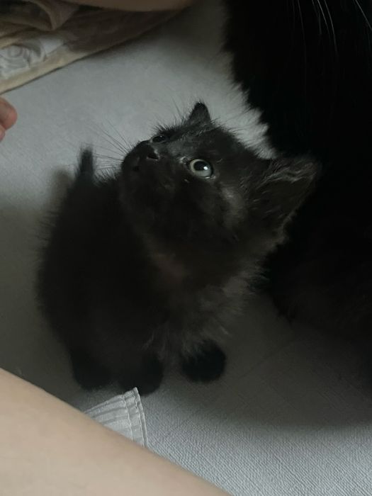 Котята мальчики продам