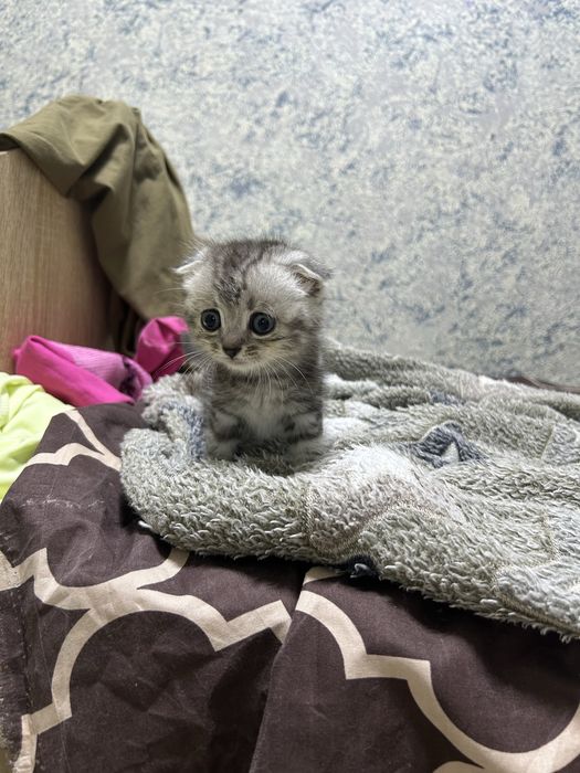 Продам котенька мальчик а