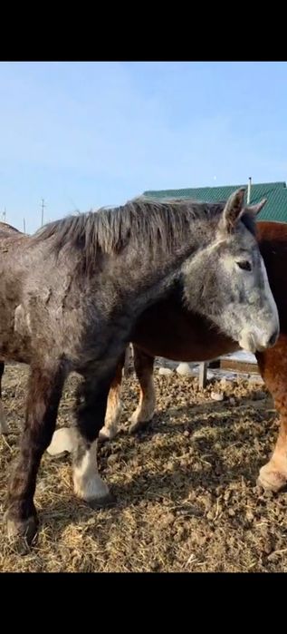 Першеронка кобылка тяжеловоз