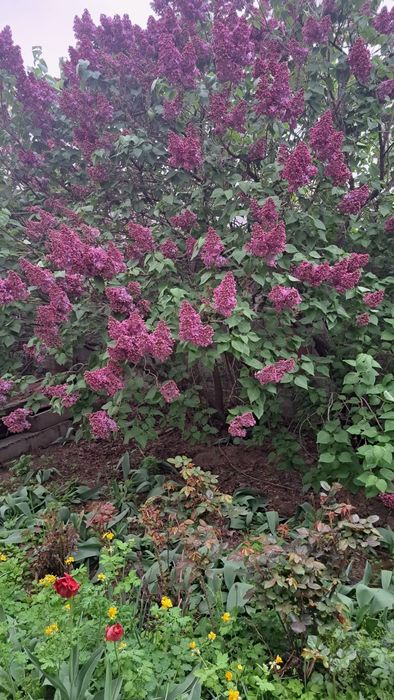 Продаётся сирень