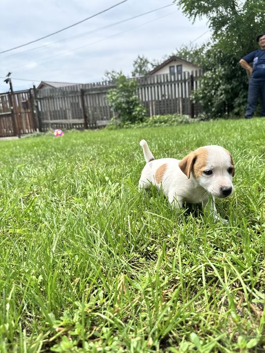 Jack russell terrier