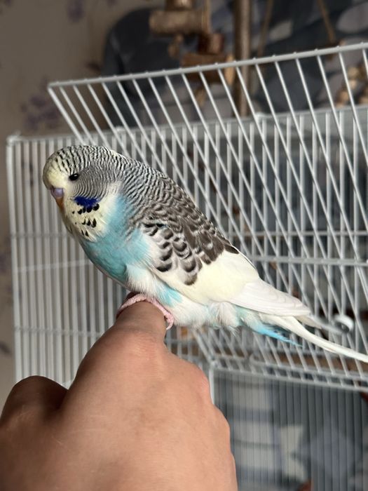 Ручной ВВП малыш