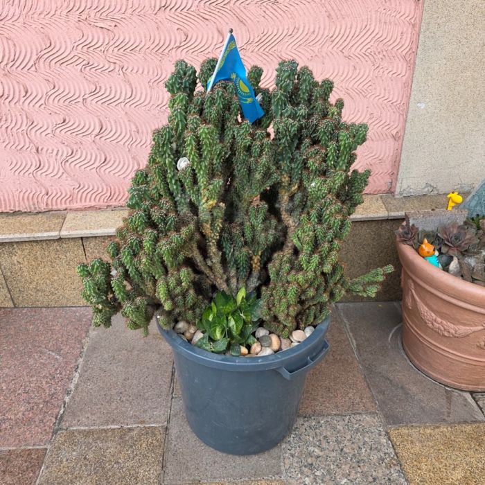 Продам Кактус в горшке