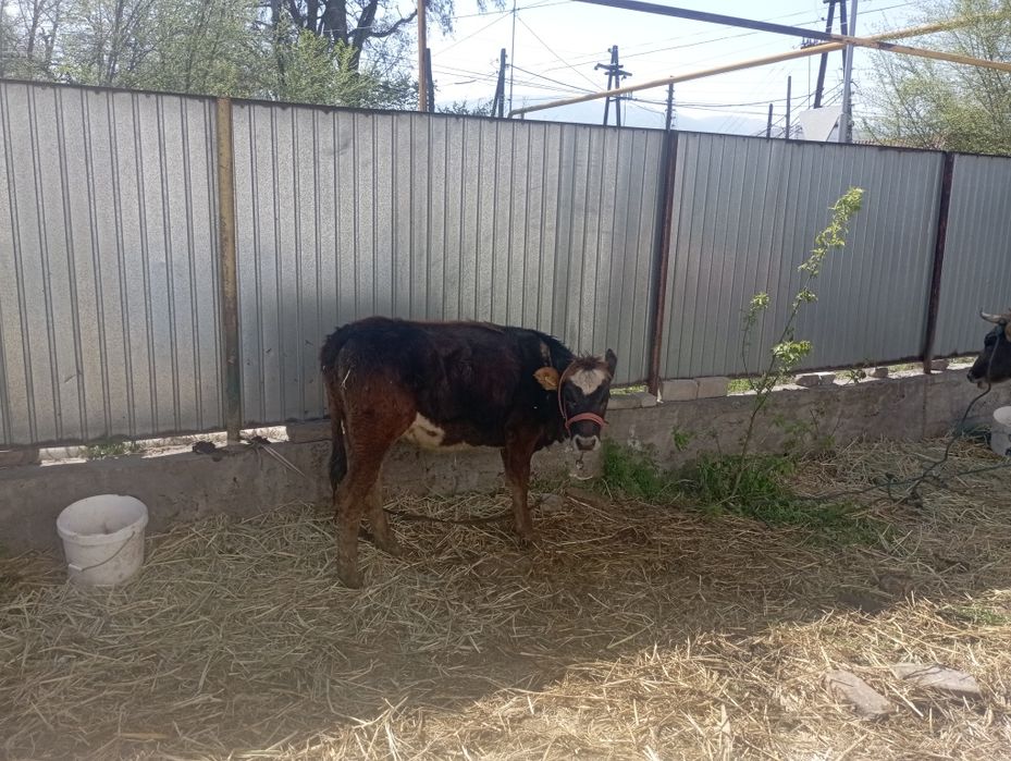 Продается комолая телочка