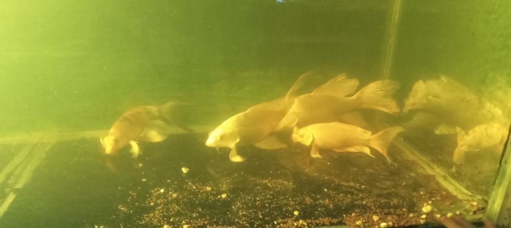 Продаются рыбы КОИ