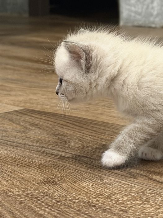Котятки в добрые руки