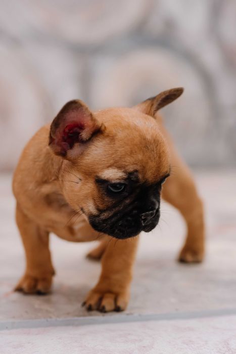 Продается девочка французского бульдога