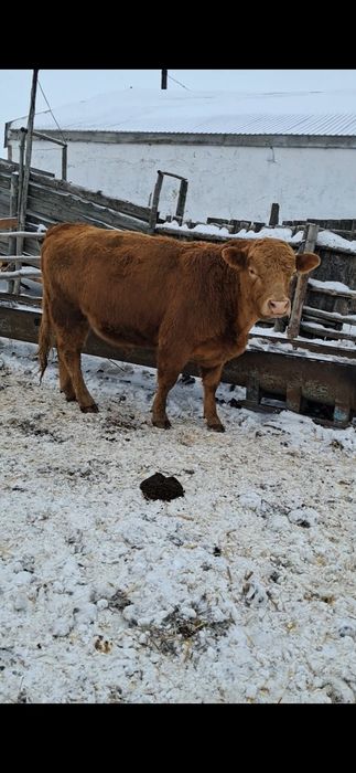 Продаются бычки 2-х годовалые и выше.